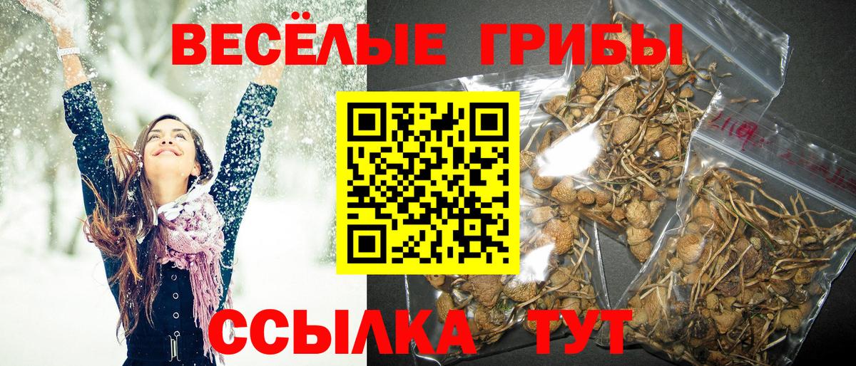 Камышин  Псилоцибиновые грибы MAGIC MUSHROOMS  Вход с VPN  Галлюциногенные грибы мицелий 