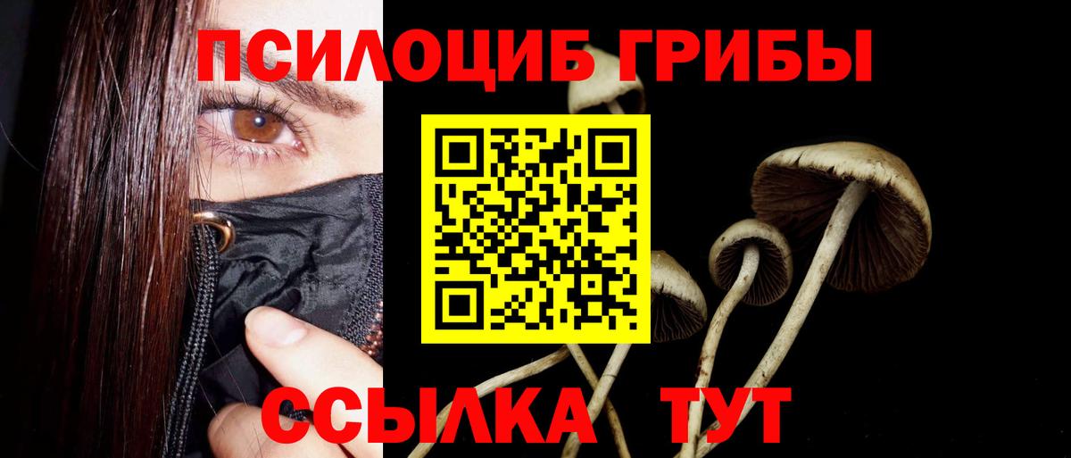 Галлюциногенные грибы Psilocybe Камышин